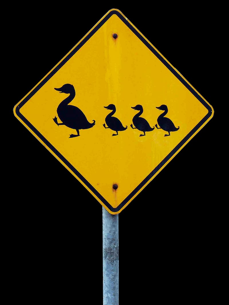 Wildlife Caution