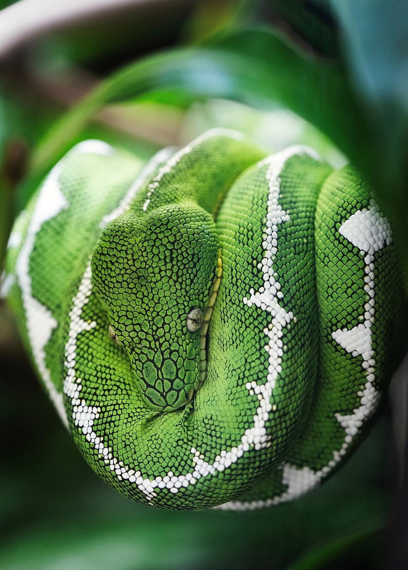 Snake